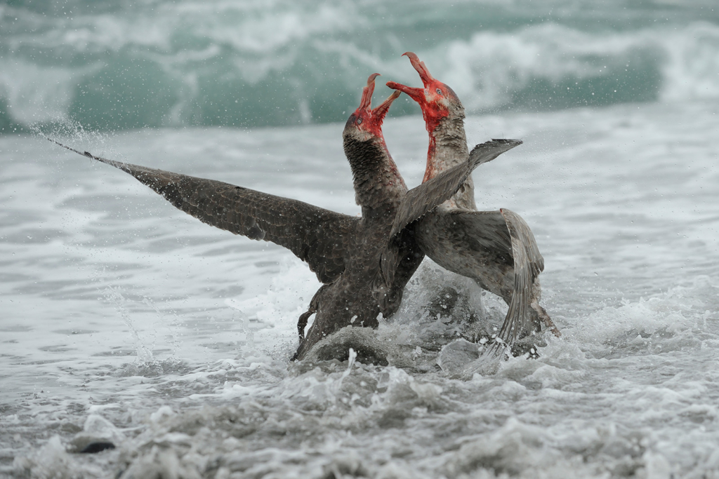 Det stora pingvinäventyret Falkland, Sydgeorgien och Antarktis. Fotoresa med Wild Nature fotoresor. Foto: Magnus Martinsson