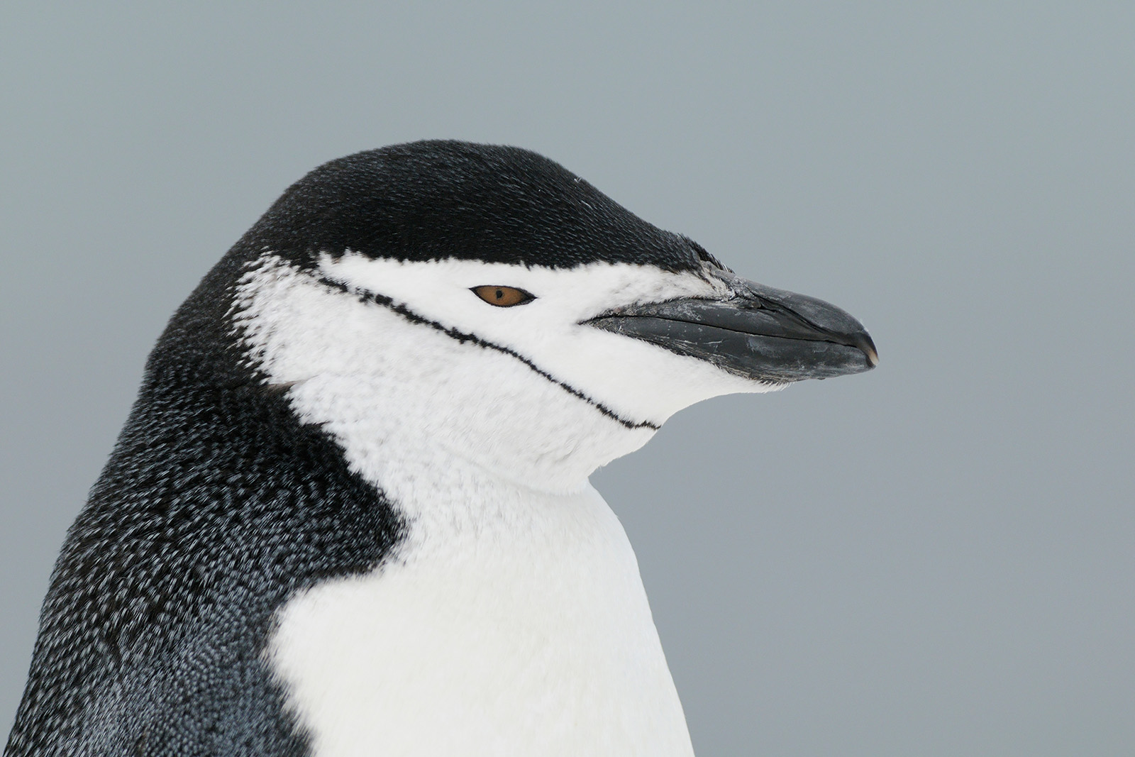 Det stora pingvinäventyret Falkland, Sydgeorgien och Antarktis. Fotoresa med Wild Nature fotoresor. Foto: Magnus Martinsson
