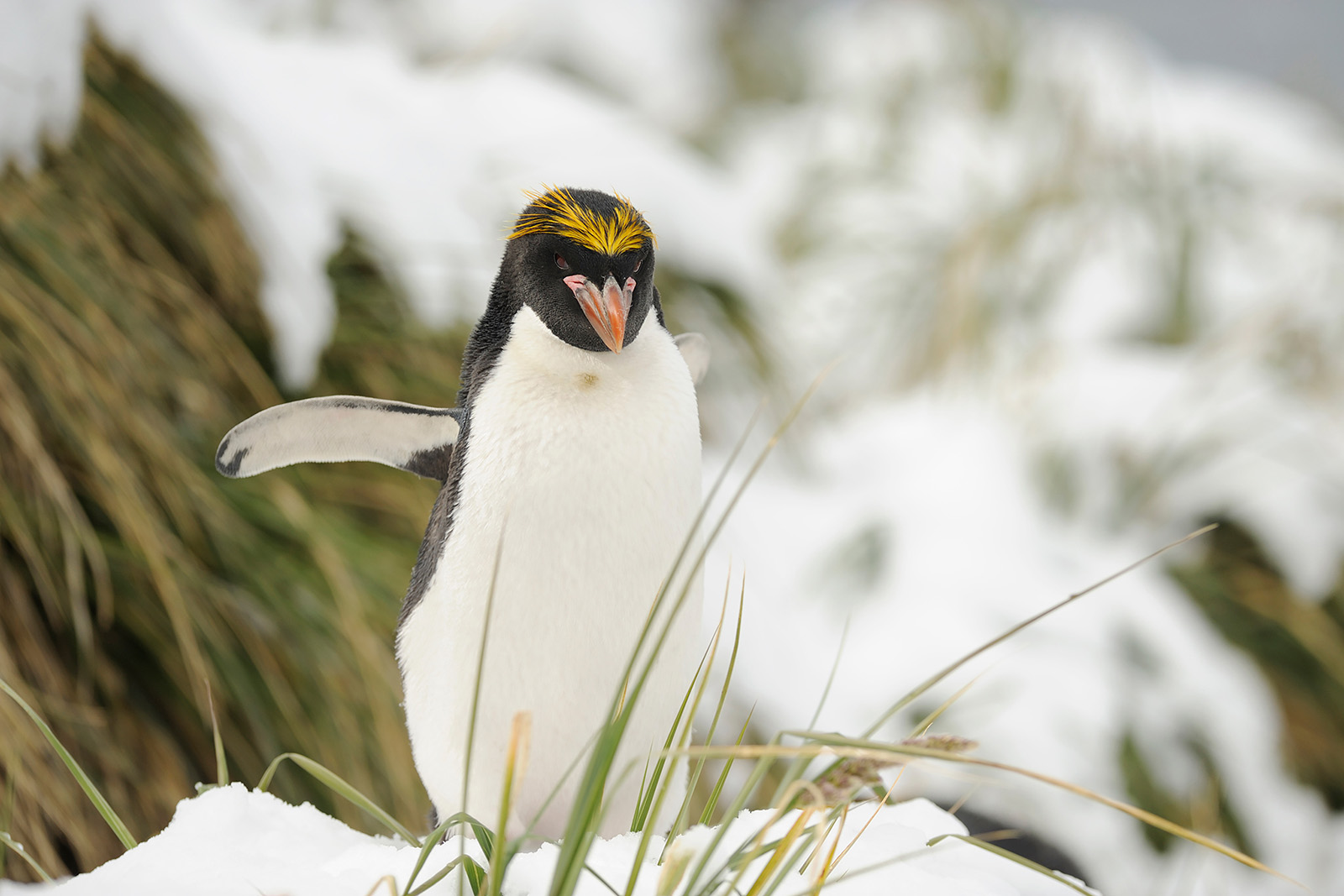 Det stora pingvinäventyret Falkland, Sydgeorgien och Antarktis. Fotoresa med Wild Nature fotoresor. Foto: Magnus Martinsson