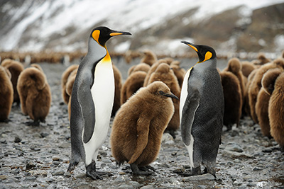The Great Penguin Adventure Falkland, South Georgia and Antarctica. Photo tour Wild Nature Photo Adventures. Photo Henrik Karlsson