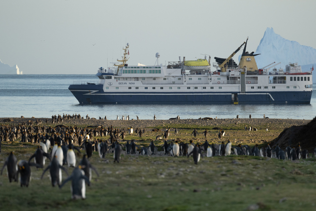 Det stora pingvinäventyret Falkland, Sydgeorgien och Antarktis. Fotoresa med Wild Nature fotoresor.