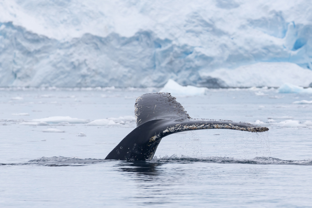 Det stora pingvinäventyret Falkland, Sydgeorgien och Antarktis. Fotoresa med Wild Nature fotoresor.