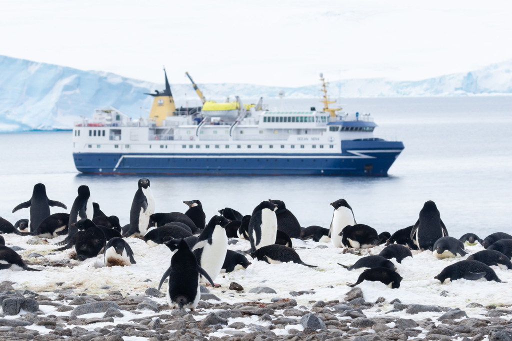 Det stora pingvinäventyret Falkland, Sydgeorgien och Antarktis. Fotoresa med Wild Nature fotoresor.