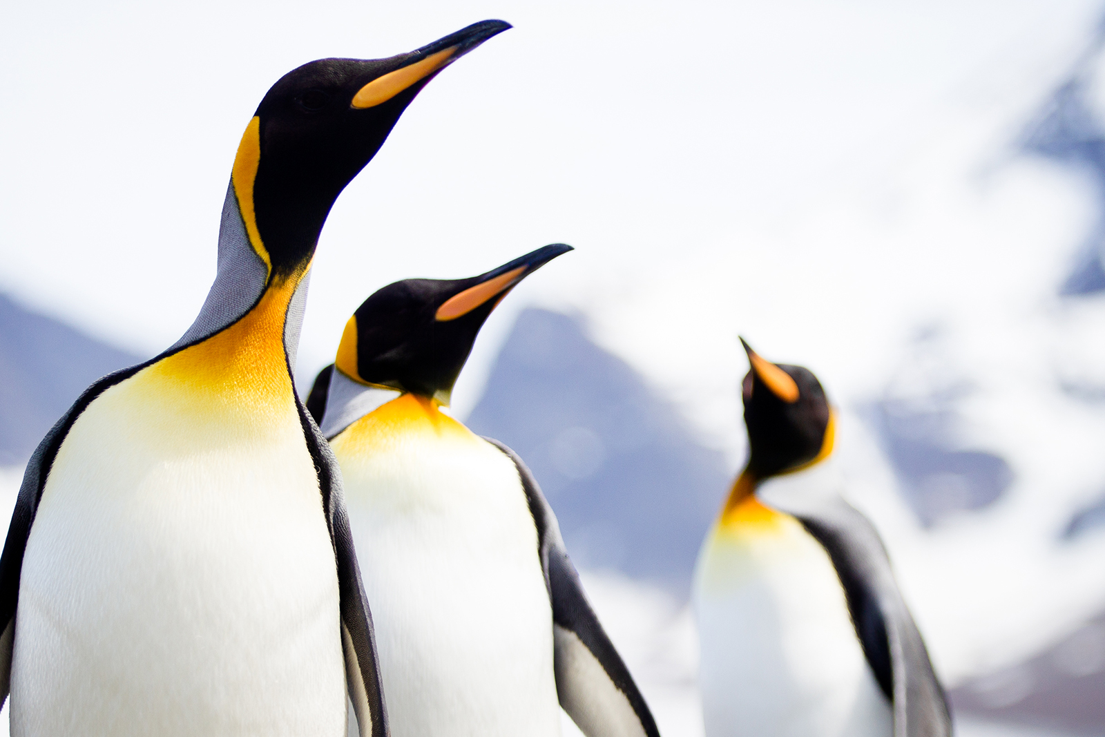 Det stora pingvinäventyret Falkland, Sydgeorgien och Antarktis. Fotoresa med Wild Nature fotoresor.