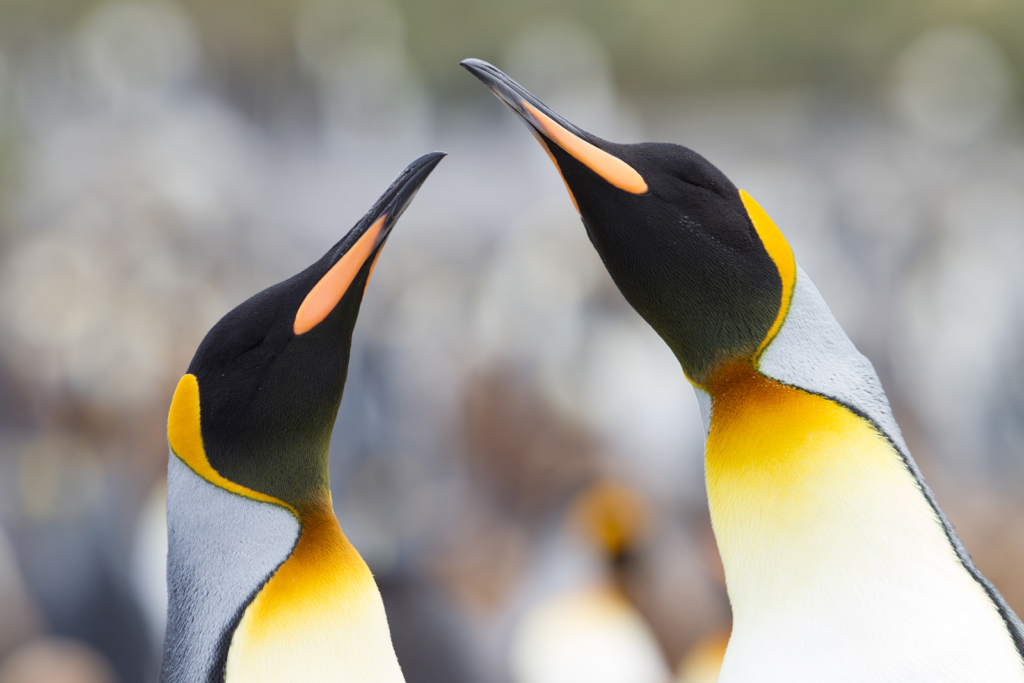 Det stora pingvinäventyret Falkland, Sydgeorgien och Antarktis. Fotoresa med Wild Nature fotoresor.