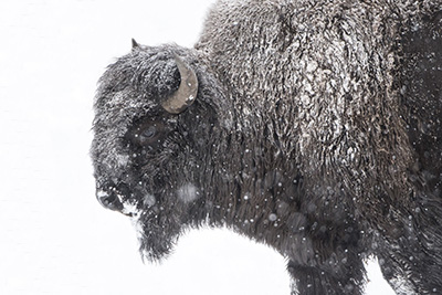 Winter in Yellowstone. Photo tour with Wild Nature Photo Adventures. Photo by Henrik Karlsson