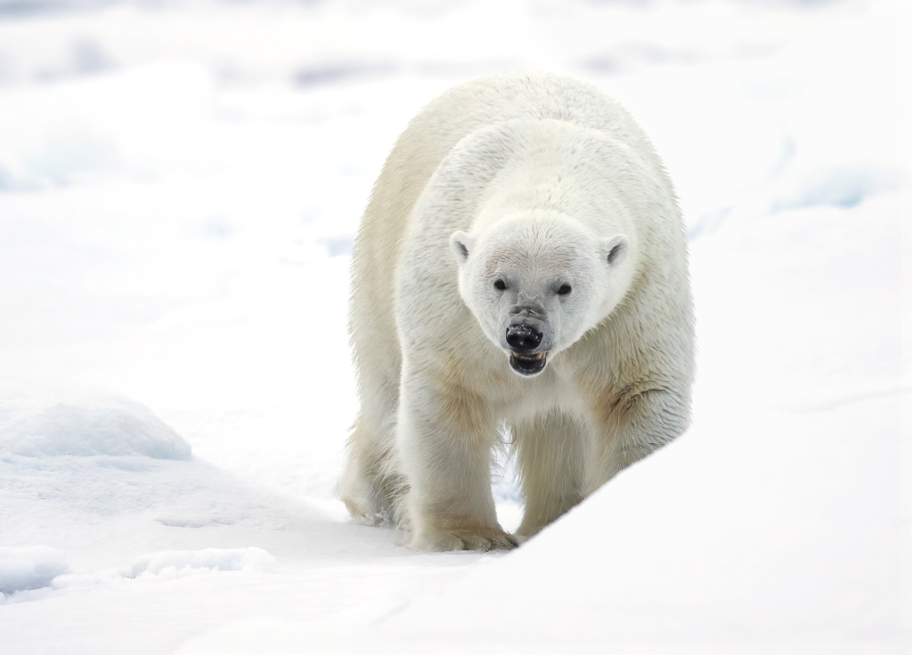 Fotoexpedition till isbjörnens rike, Svalbard. Fotoresa med Wild Nature fotoresor. Foto Jan Gyllensten