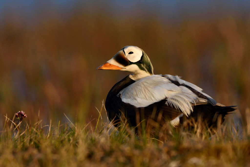 Arktisk fågelbonanza i Alaska. Fotoresa med Wild Nature fotoresor. Foto: Magnus Martinsson