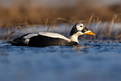 Arktisk fågelbonanza i Alaska. Fotoresa med Wild Nature fotoresor. Foto: Magnus Martinsson