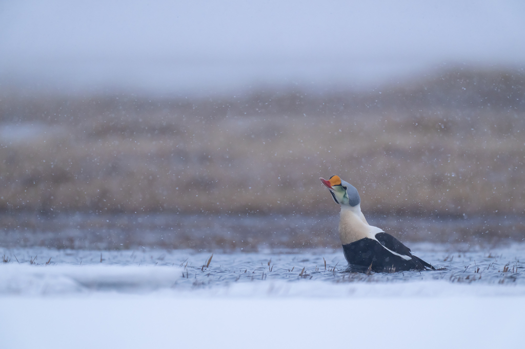 Arktisk fågelbonanza i Alaska. Fotoresa med Wild Nature fotoresor. Foto: Magnus Martinsson