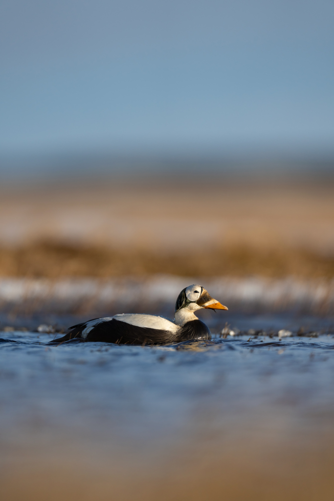 Arktisk fågelbonanza i Alaska. Fotoresa med Wild Nature fotoresor. Foto: Magnus Martinsson