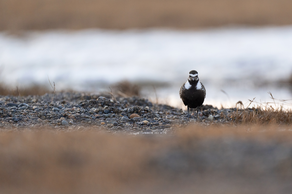 Arktisk fågelbonanza i Alaska. Fotoresa med Wild Nature fotoresor. Foto: Magnus Martinsson