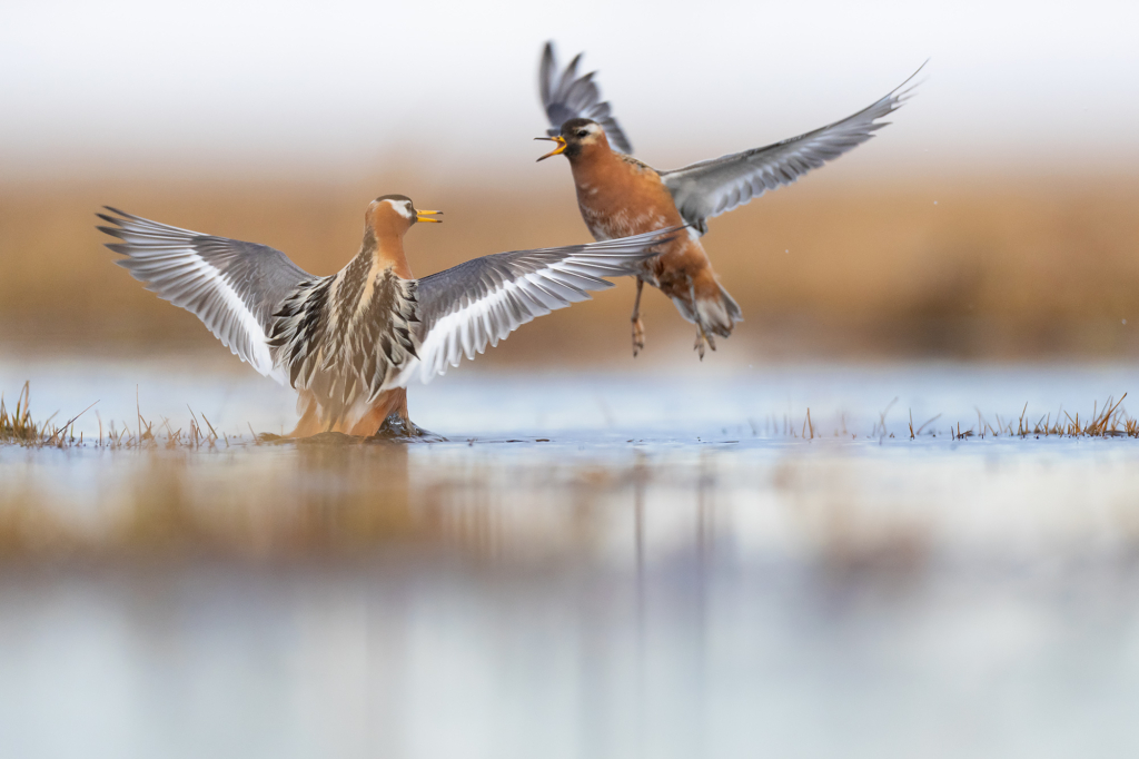 Arktisk fågelbonanza i Alaska. Fotoresa med Wild Nature fotoresor. Foto: Magnus Martinsson