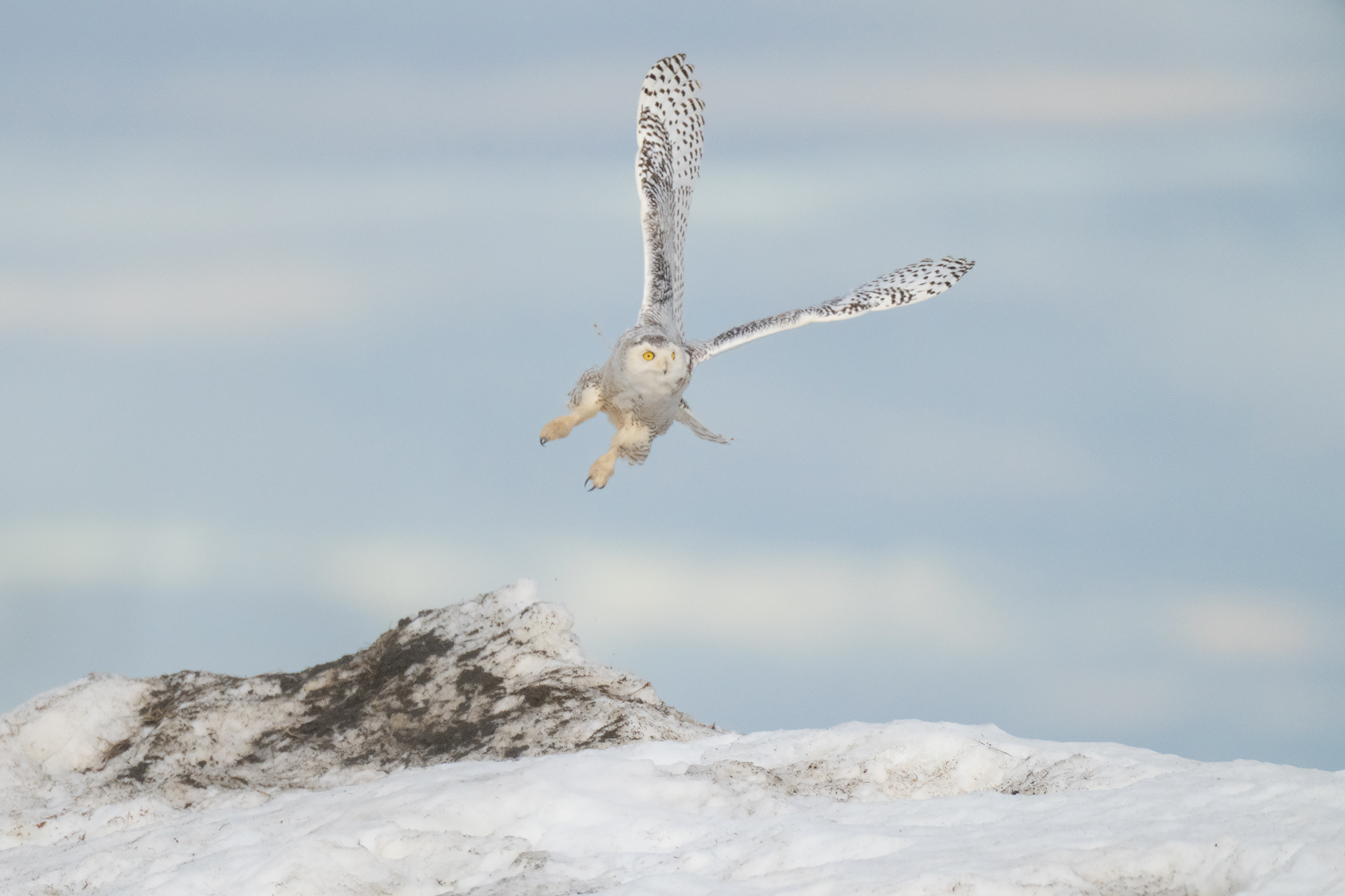 Arktisk fågelbonanza i Alaska. Fotoresa med Wild Nature fotoresor. Foto: Magnus Martinsson