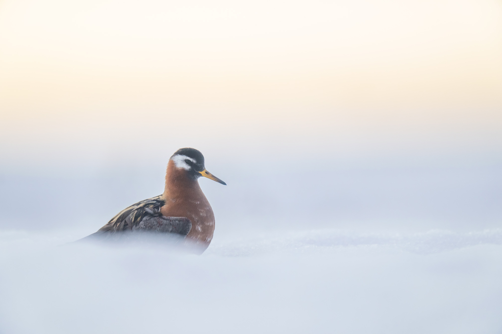 Arktisk fågelbonanza i Alaska. Fotoresa med Wild Nature fotoresor. Foto: Magnus Martinsson