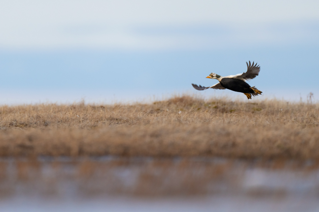 Arktisk fågelbonanza i Alaska. Fotoresa med Wild Nature fotoresor. Foto: Magnus Martinsson