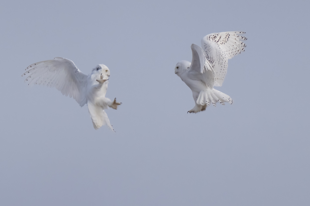 Arktisk fågelbonanza i Alaska. Fotoresa med Wild Nature fotoresor. Foto: Magnus Martinsson