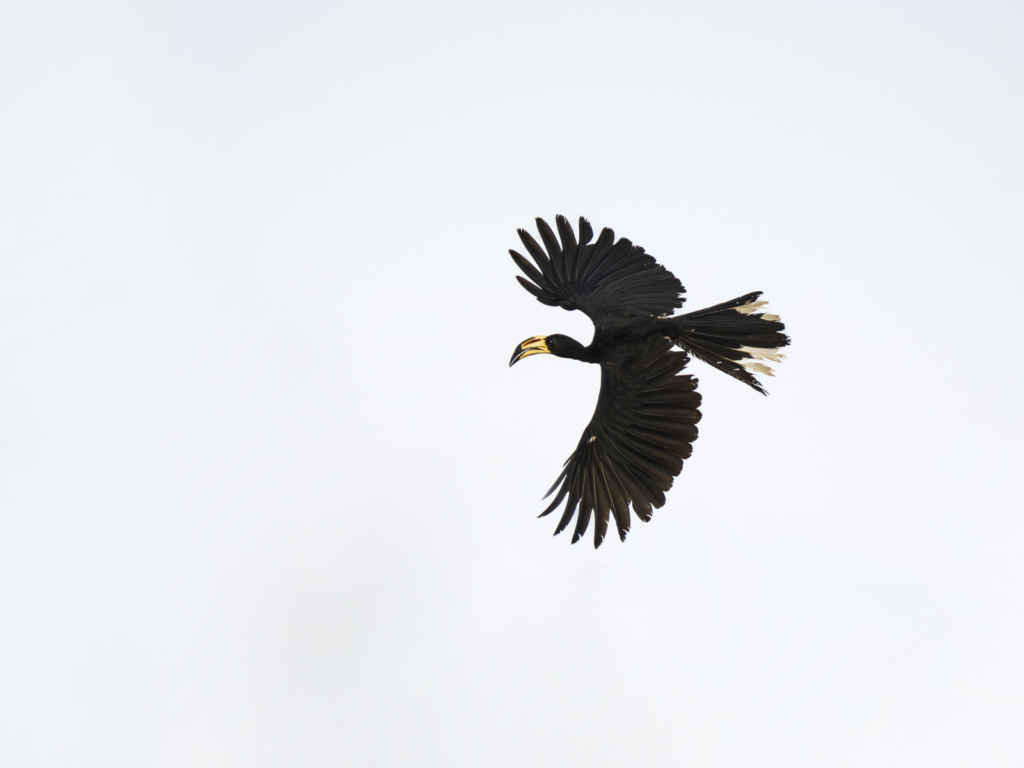 Myrkottar, unika fåglar och regnskogens mångfald - Ghana. Fotoresa med Wild Nature fotoresor. Foto Henrik Karlsson