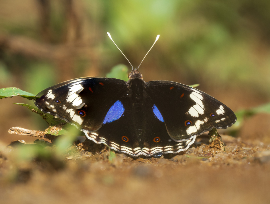 Myrkottar, unika fåglar och regnskogens mångfald - Ghana. Fotoresa med Wild Nature fotoresor. Foto Henrik Karlsson