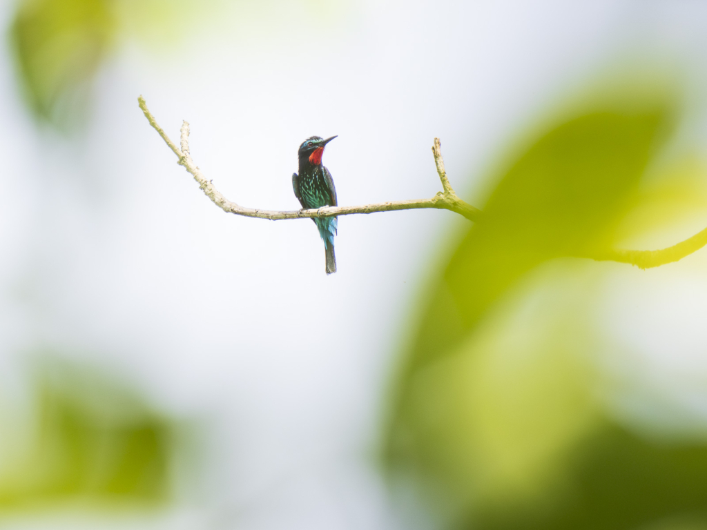 Myrkottar, unika fåglar och regnskogens mångfald - Ghana. Fotoresa med Wild Nature fotoresor. Foto Henrik Karlsson