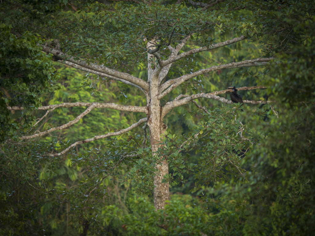 Myrkottar, unika fåglar och regnskogens mångfald - Ghana. Fotoresa med Wild Nature fotoresor. Foto Henrik Karlsson