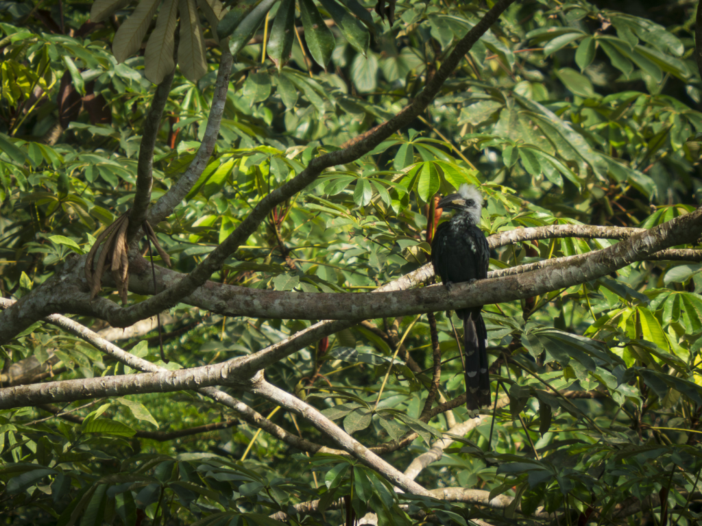 Myrkottar, unika fåglar och regnskogens mångfald - Ghana. Fotoresa med Wild Nature fotoresor. Foto Henrik Karlsson