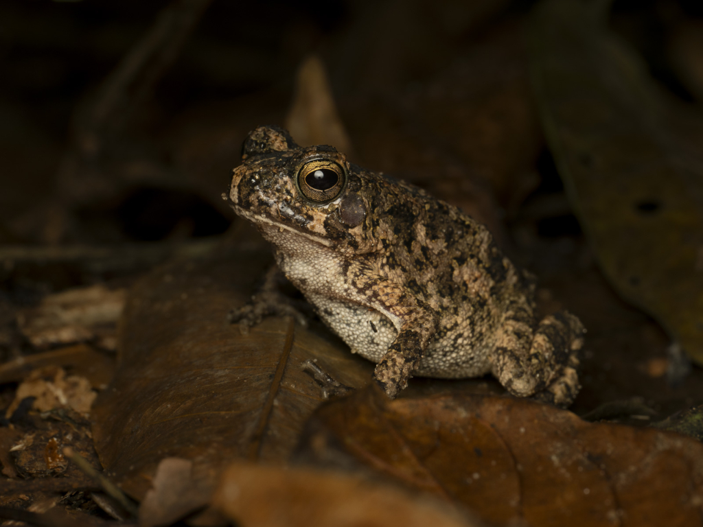 Myrkottar, unika fåglar och regnskogens mångfald - Ghana. Fotoresa med Wild Nature fotoresor. Foto Henrik Karlsson