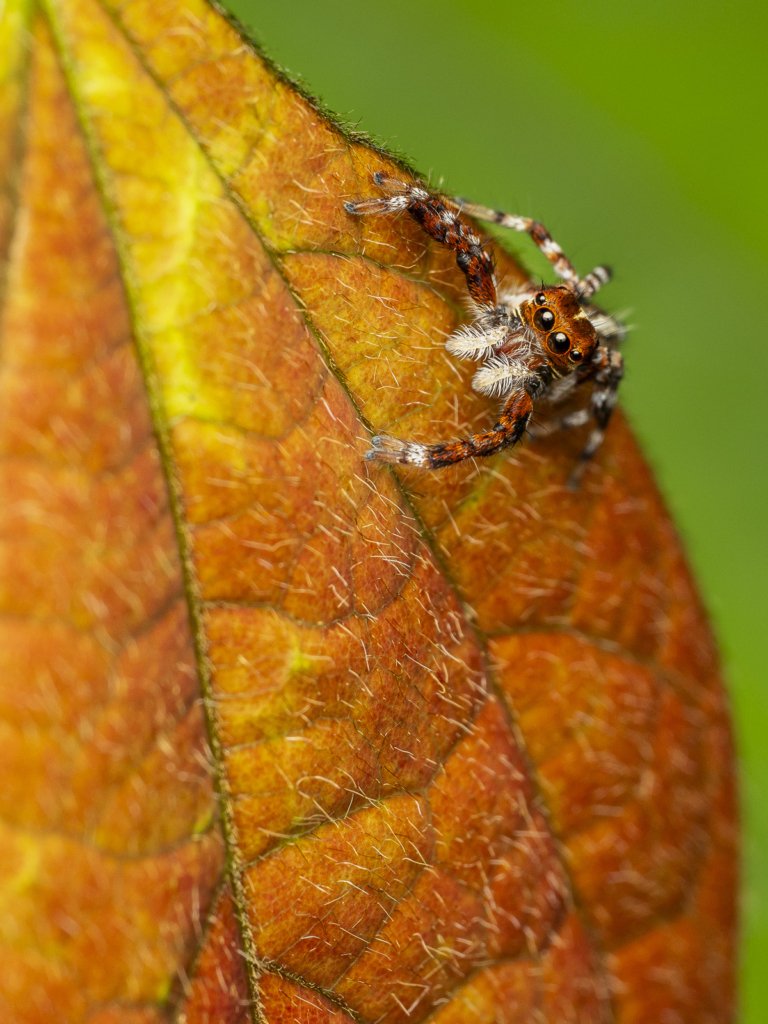 Myrkottar, unika fåglar och regnskogens mångfald - Ghana. Fotoresa med Wild Nature fotoresor. Foto Henrik Karlsson