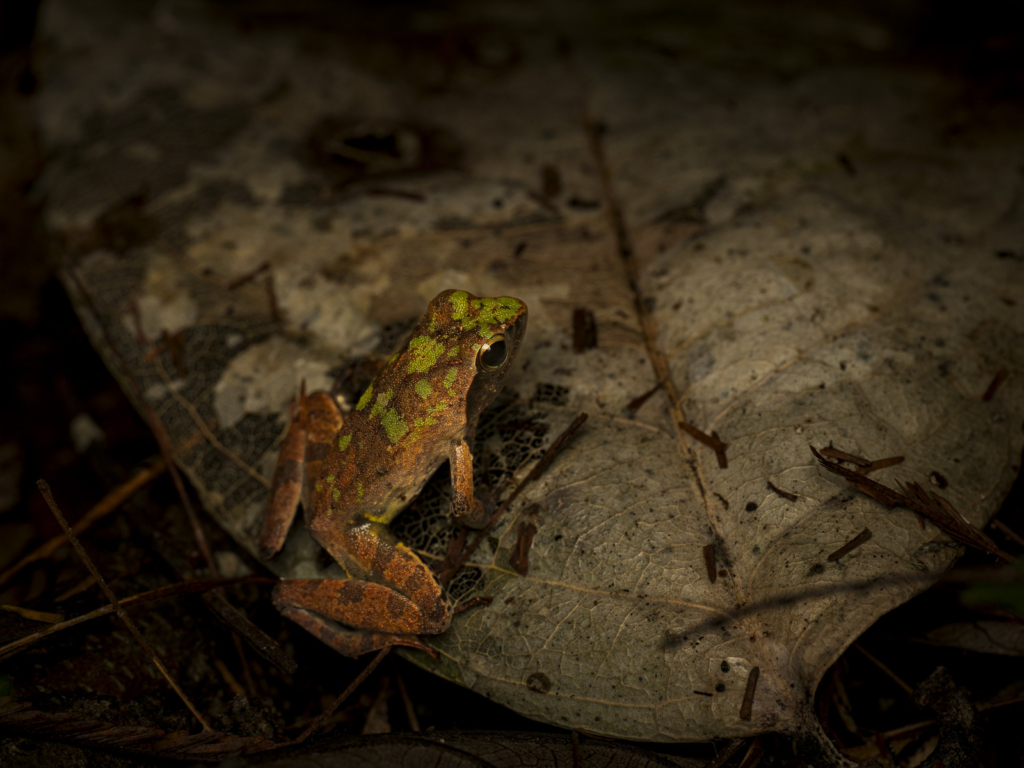 Myrkottar, unika fåglar och regnskogens mångfald - Ghana. Fotoresa med Wild Nature fotoresor. Foto Henrik Karlsson