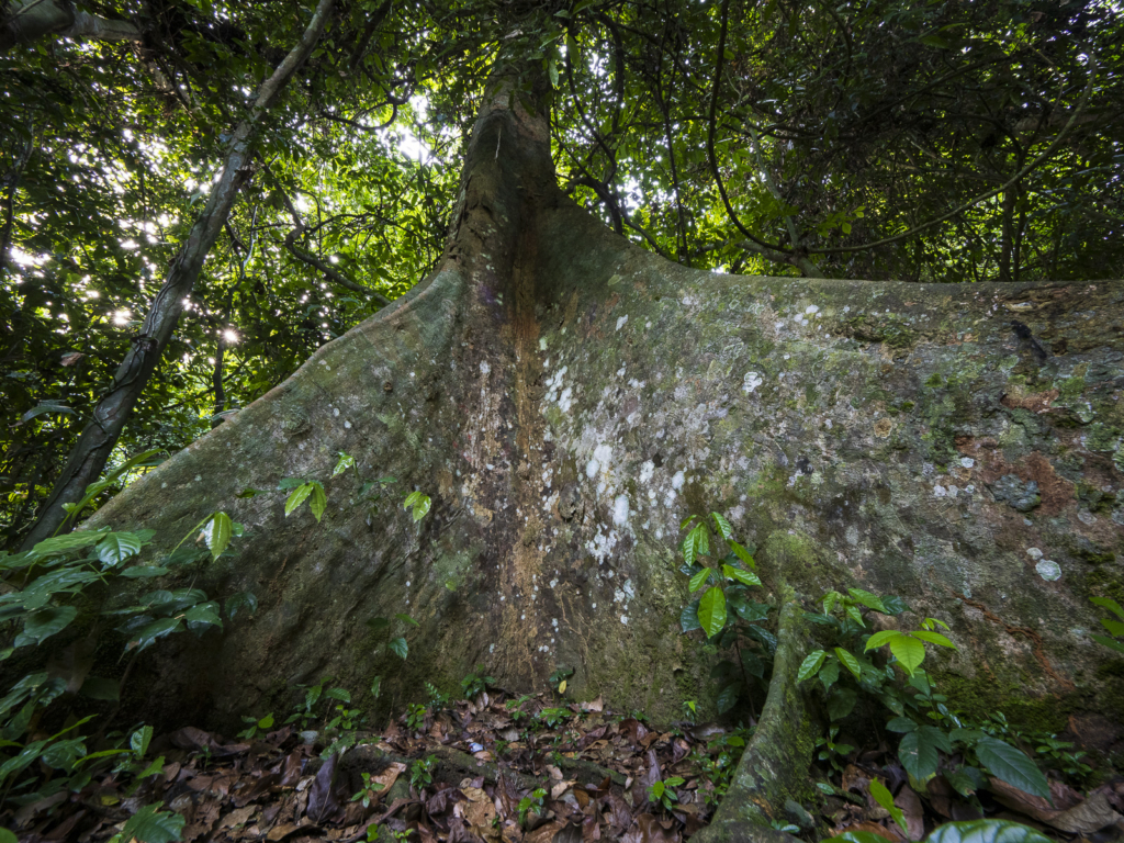 Myrkottar, unika fåglar och regnskogens mångfald - Ghana. Fotoresa med Wild Nature fotoresor. Foto Henrik Karlsson