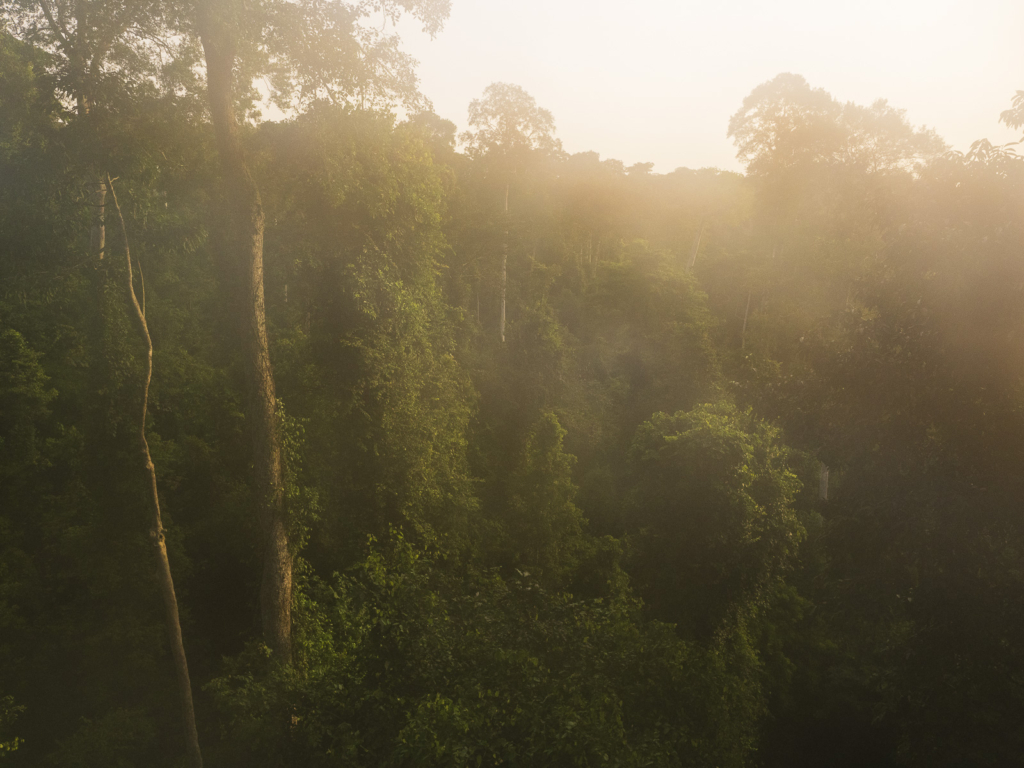 Myrkottar, unika fåglar och regnskogens mångfald - Ghana. Fotoresa med Wild Nature fotoresor. Foto Henrik Karlsson
