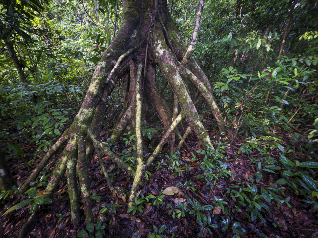 Myrkottar, unika fåglar och regnskogens mångfald - Ghana. Fotoresa med Wild Nature fotoresor. Foto Henrik Karlsson