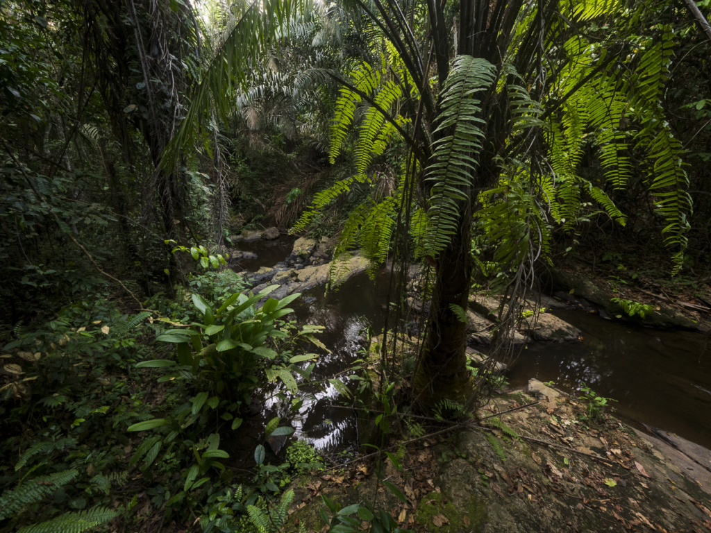 Myrkottar, unika fåglar och regnskogens mångfald - Ghana. Fotoresa med Wild Nature fotoresor. Foto Henrik Karlsson