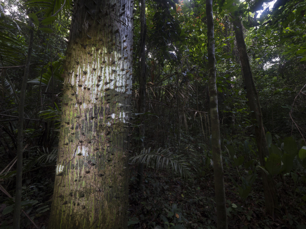 Myrkottar, unika fåglar och regnskogens mångfald - Ghana. Fotoresa med Wild Nature fotoresor. Foto Henrik Karlsson