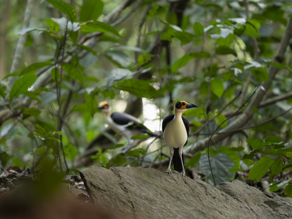 Myrkottar, unika fåglar och regnskogens mångfald - Ghana. Fotoresa med Wild Nature fotoresor. Foto Henrik Karlsson