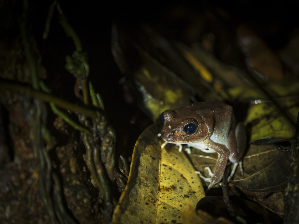 Myrkottar, unika fåglar och regnskogens mångfald - Ghana. Fotoresa med Wild Nature fotoresor. Foto Henrik Karlsson