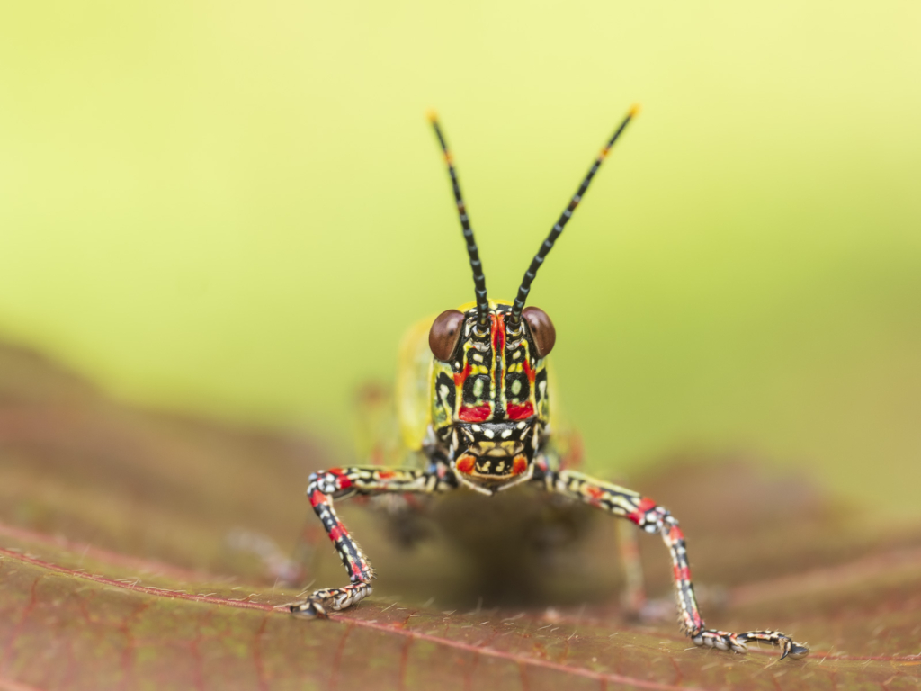 Myrkottar, unika fåglar och regnskogens mångfald - Ghana. Fotoresa med Wild Nature fotoresor. Foto Henrik Karlsson