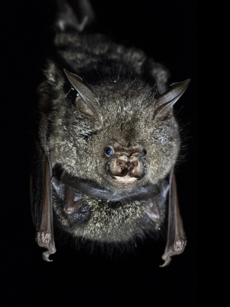 Myrkottar, unika fåglar och regnskogens mångfald - Ghana. Fotoresa med Wild Nature fotoresor. Foto Henrik Karlsson