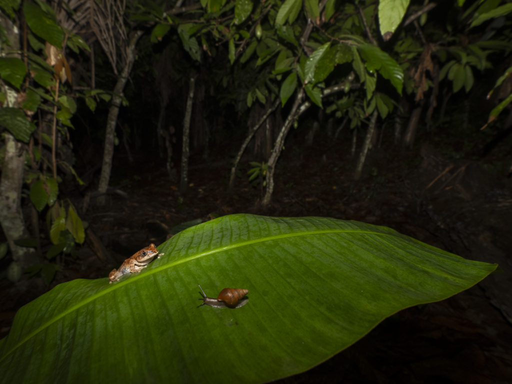 Myrkottar, unika fåglar och regnskogens mångfald - Ghana. Fotoresa med Wild Nature fotoresor. Foto Henrik Karlsson