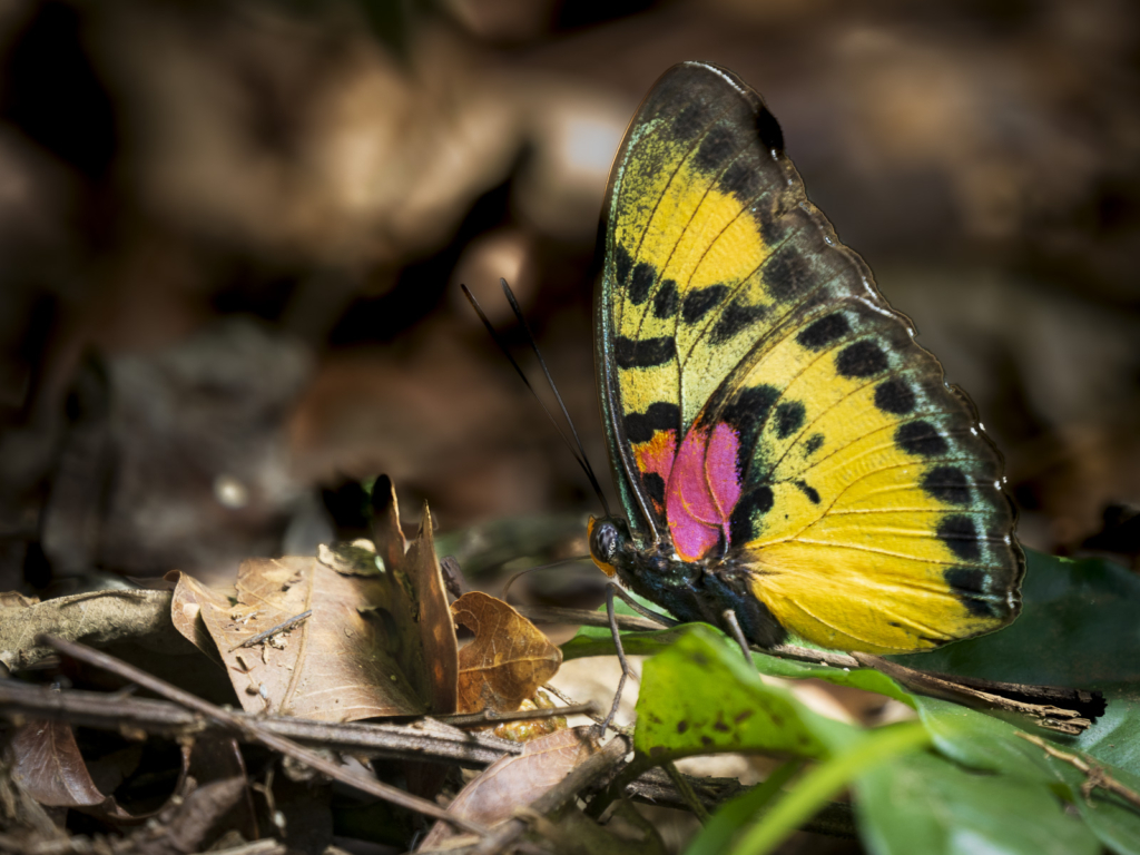 Myrkottar, unika fåglar och regnskogens mångfald - Ghana. Fotoresa med Wild Nature fotoresor. Foto Henrik Karlsson