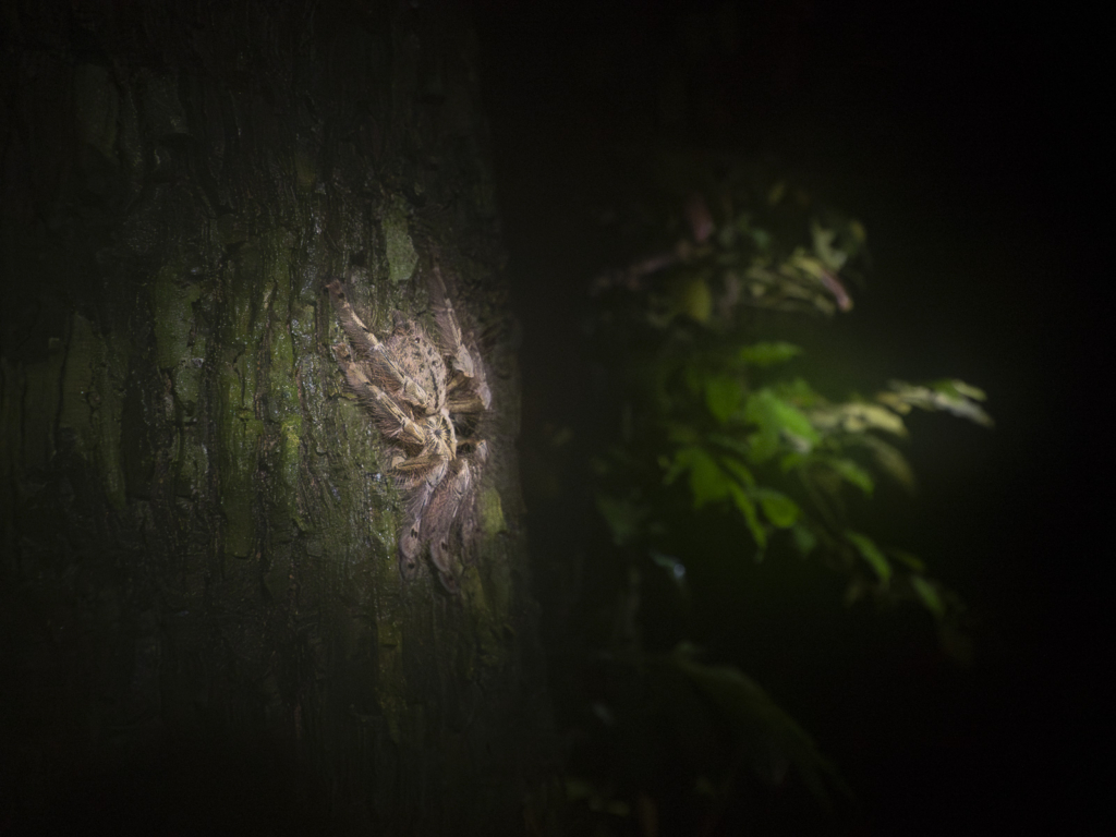 Myrkottar, unika fåglar och regnskogens mångfald - Ghana. Fotoresa med Wild Nature fotoresor. Foto Henrik Karlsson