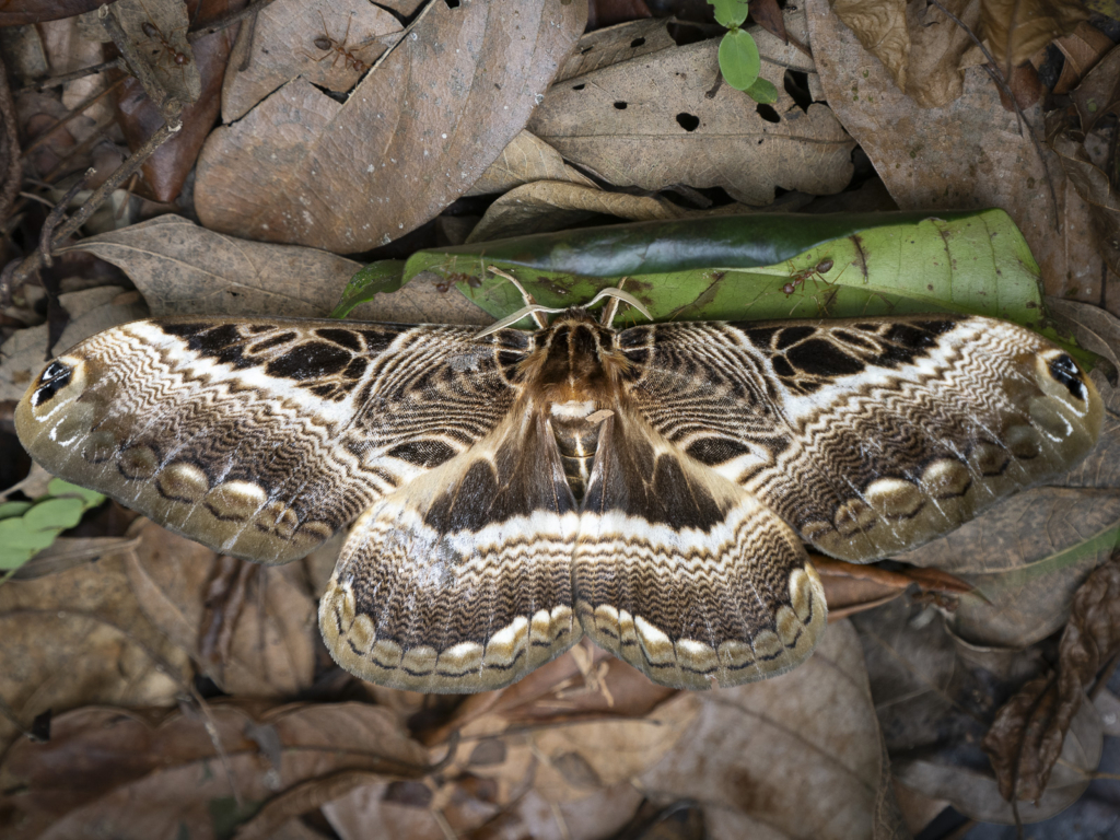 Myrkottar, unika fåglar och regnskogens mångfald - Ghana. Fotoresa med Wild Nature fotoresor. Foto Henrik Karlsson