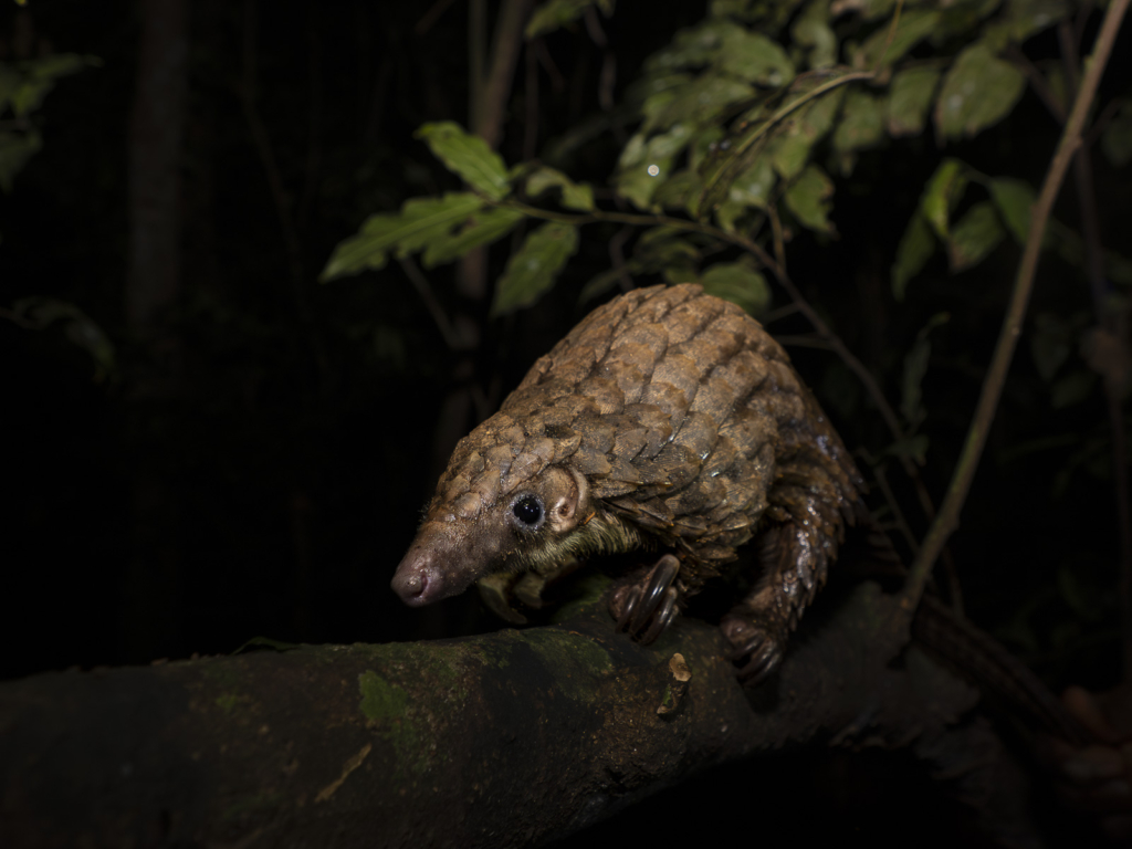 Myrkottar, unika fåglar och regnskogens mångfald - Ghana. Fotoresa med Wild Nature fotoresor. Foto Henrik Karlsson