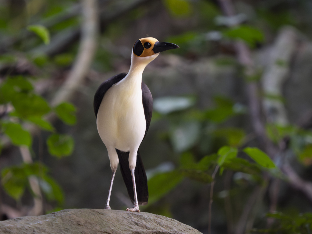 Myrkottar, unika fåglar och regnskogens mångfald - Ghana. Fotoresa med Wild Nature fotoresor. Foto Henrik Karlsson
