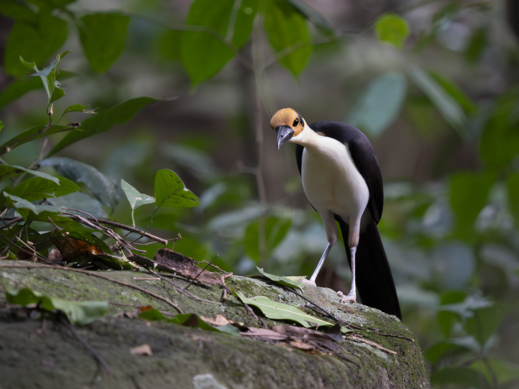 Myrkottar, unika fåglar och regnskogens mångfald - Ghana. Fotoresa med Wild Nature fotoresor. Foto Henrik Karlsson