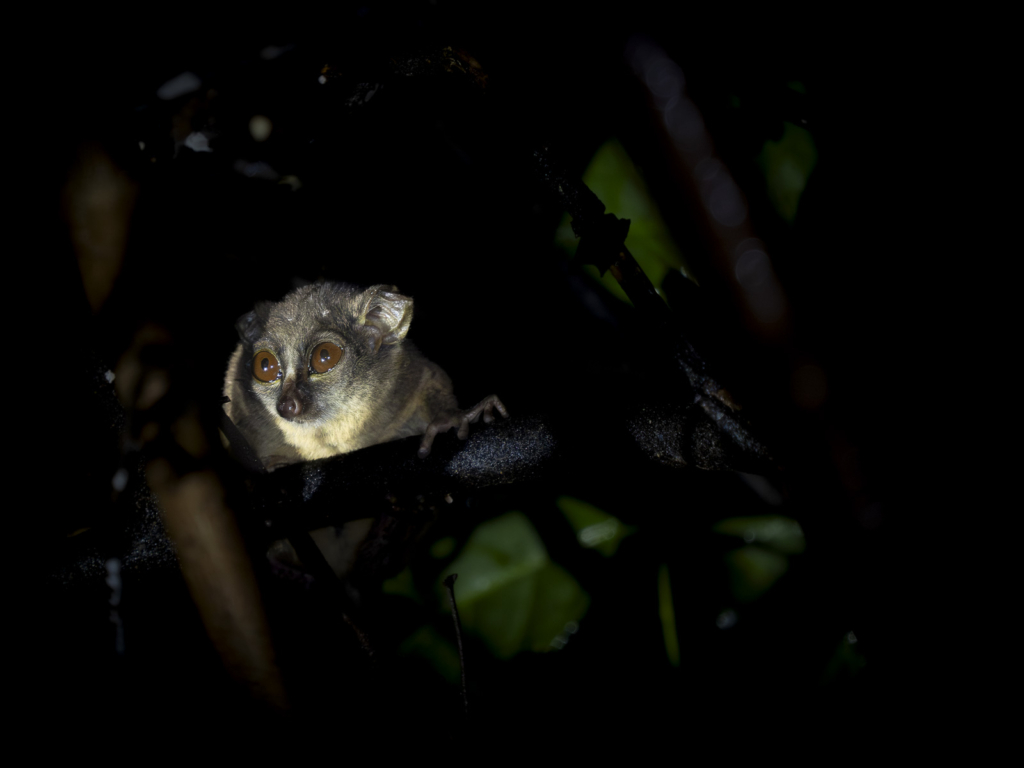 Myrkottar, unika fåglar och regnskogens mångfald - Ghana. Fotoresa med Wild Nature fotoresor. Foto Henrik Karlsson