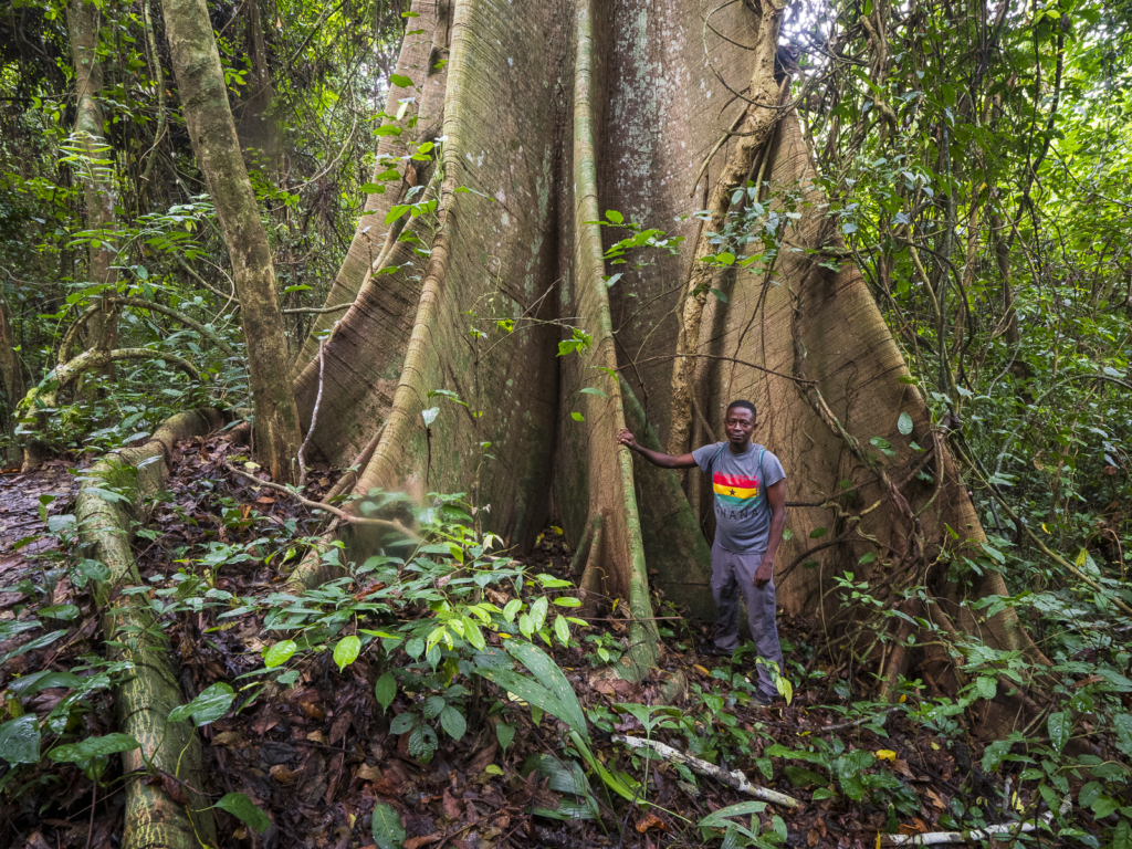 Myrkottar, unika fåglar och regnskogens mångfald - Ghana. Fotoresa med Wild Nature fotoresor. Foto Henrik Karlsson