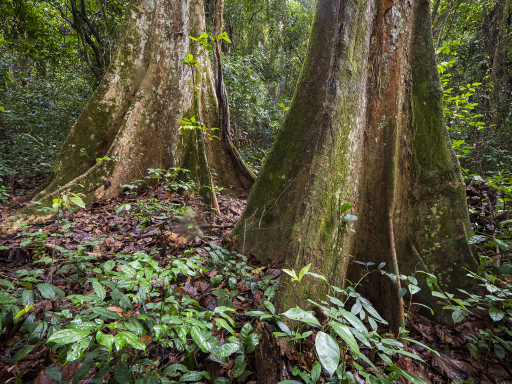 Myrkottar, unika fåglar och regnskogens mångfald - Ghana. Fotoresa med Wild Nature fotoresor. Foto Henrik Karlsson