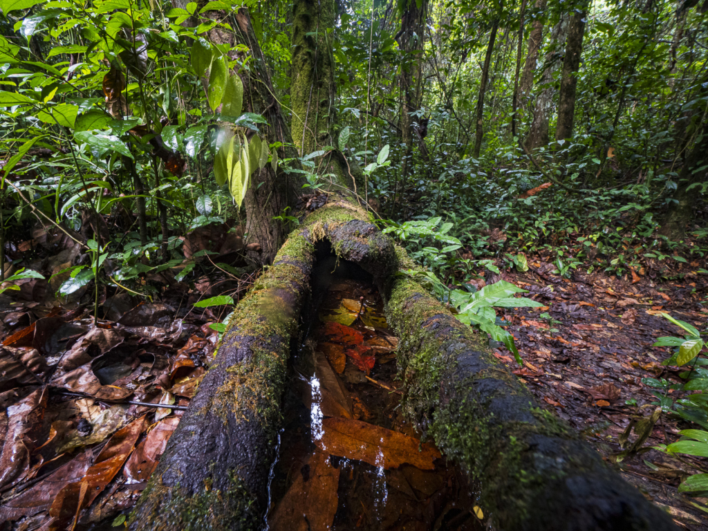 Myrkottar, unika fåglar och regnskogens mångfald - Ghana. Fotoresa med Wild Nature fotoresor. Foto Henrik Karlsson