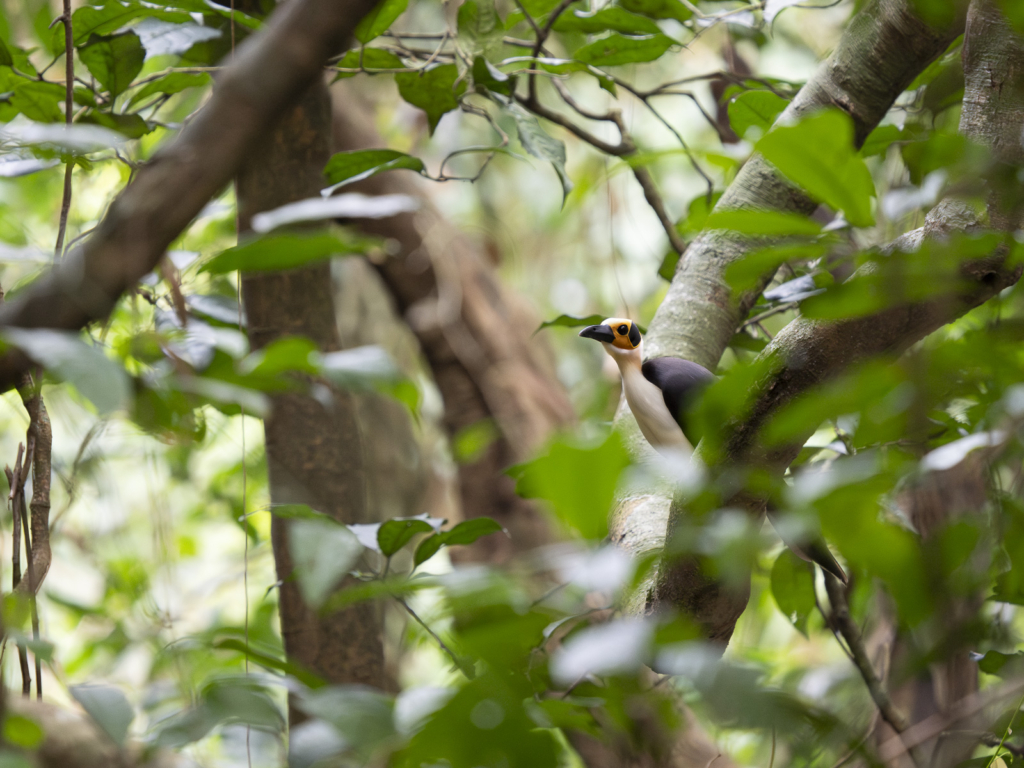 Myrkottar, unika fåglar och regnskogens mångfald - Ghana. Fotoresa med Wild Nature fotoresor. Foto Henrik Karlsson